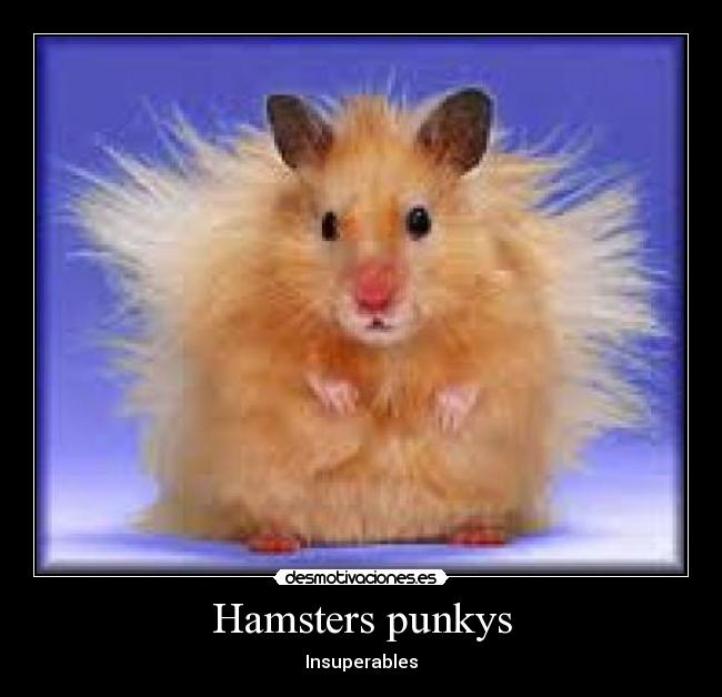 carteles hamsters punkys desmotivaciones