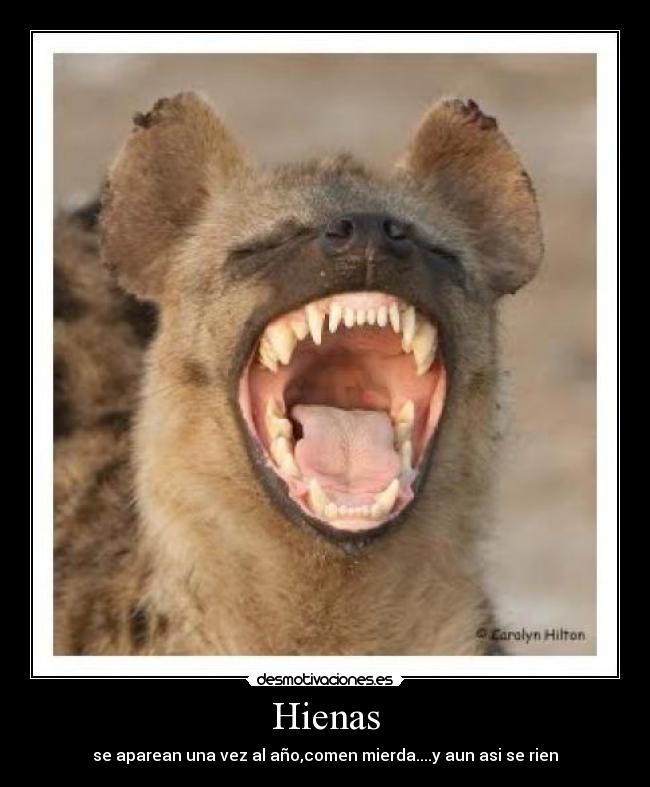 Hienas - se aparean una vez al año,comen mierda....y aun asi se rien