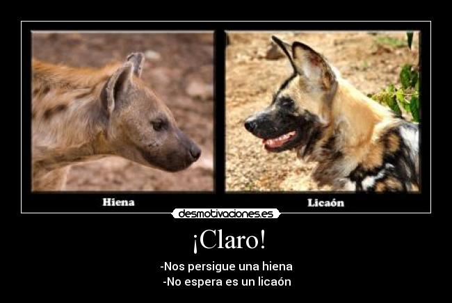 ¡Claro! - -Nos persigue una hiena
-No espera es un licaón