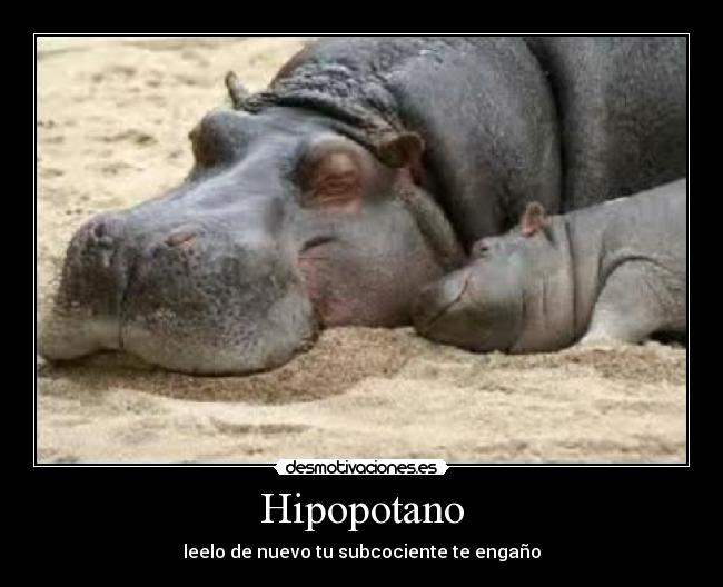 Hipopotano - leelo de nuevo tu subcociente te engaño