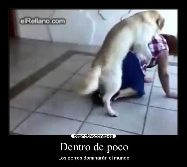 carteles perros mundo dominar desmotivaciones
