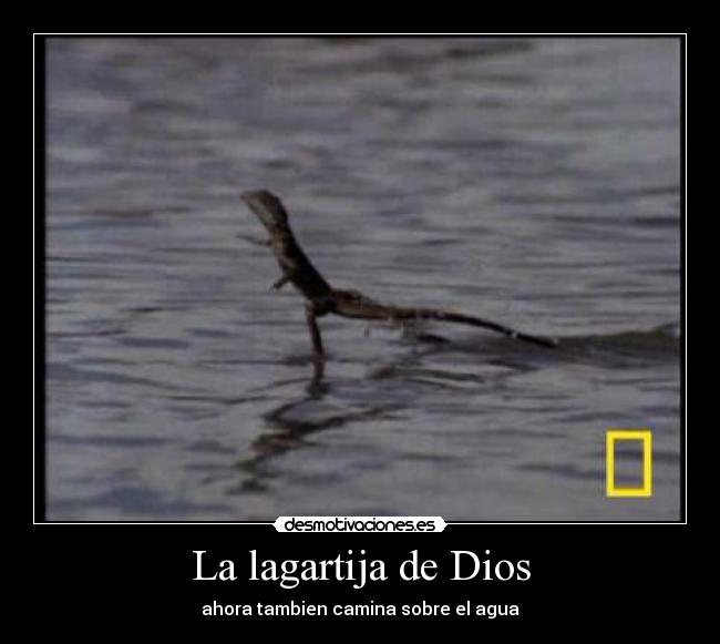 La lagartija de Dios - ahora tambien camina sobre el agua