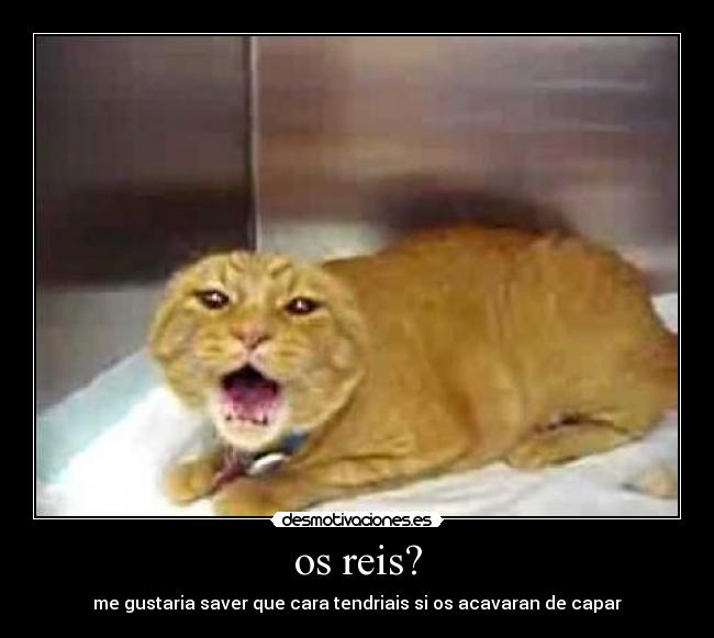 os reis? - me gustaria saver que cara tendriais si os acavaran de capar