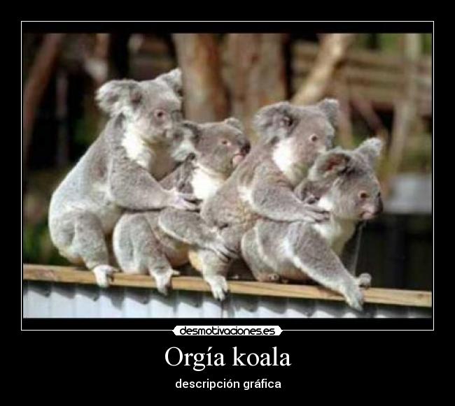 Orgía koala - descripción gráfica