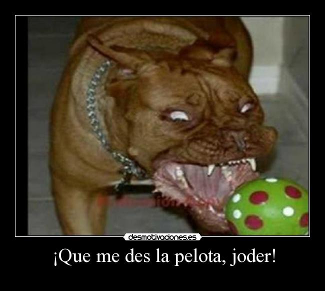 carteles perro pelota rabia boca dientes pit bull ojos blancos desmotivaciones