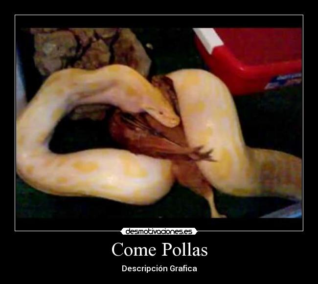 Come Pollas -