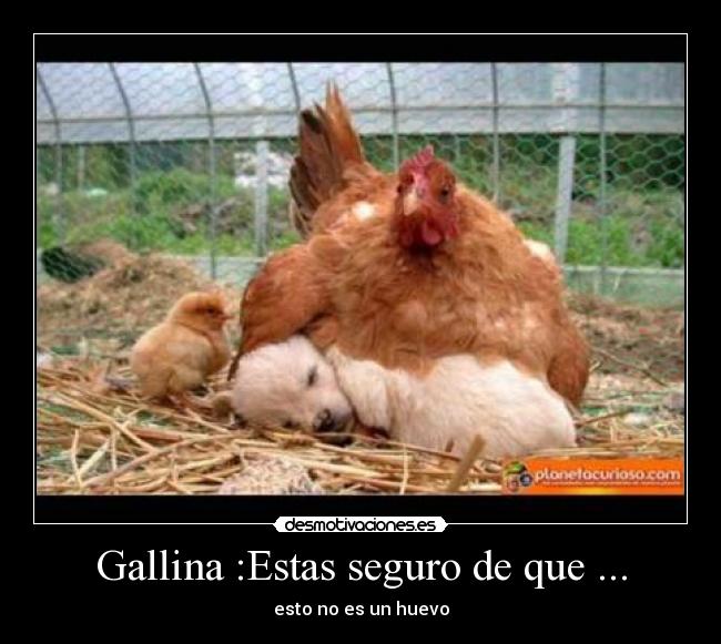 Gallina :Estas seguro de que ... -