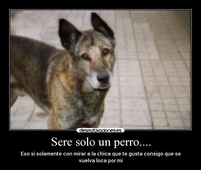 Sere solo un perro.... - 
