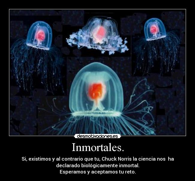 Inmortales. - Si, existimos y al contrario que tu, Chuck Norris la ciencia nos  ha
declarado biológicamente inmortal.
Esperamos y aceptamos tu reto.
