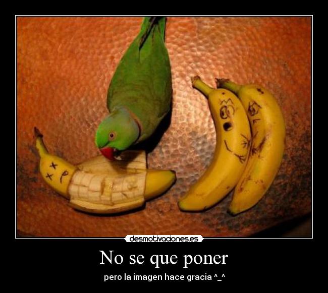 No se que poner -