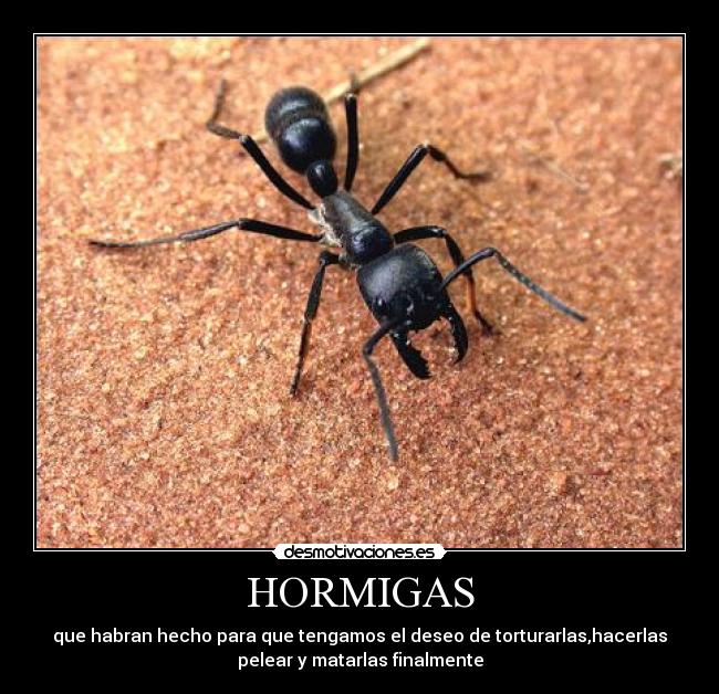 HORMIGAS - 