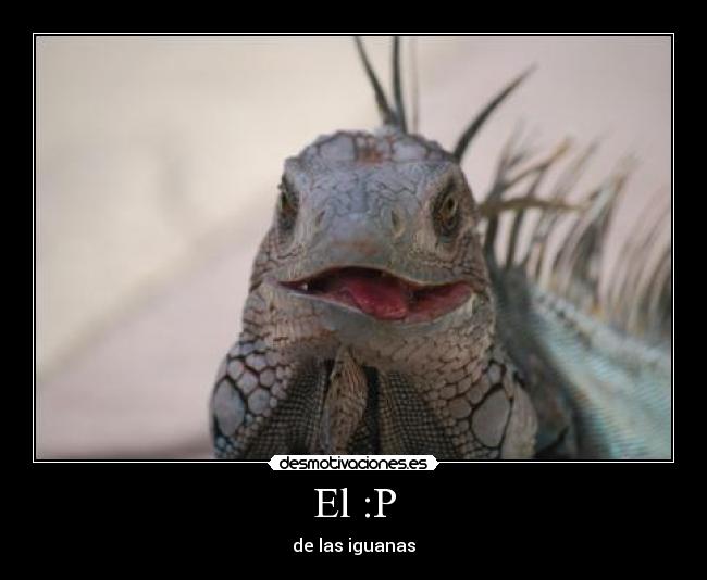 carteles iguana desmotivaciones