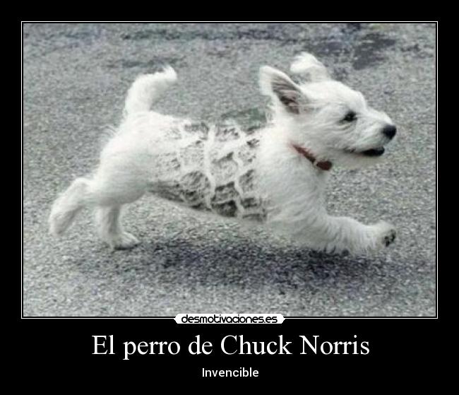 El perro de Chuck Norris - 