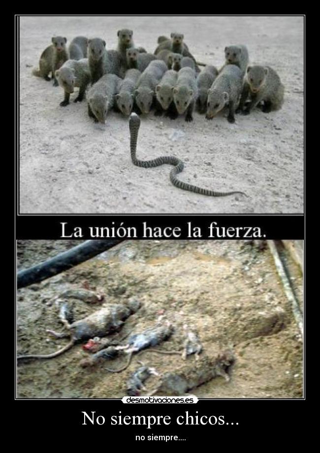 No siempre chicos... - 