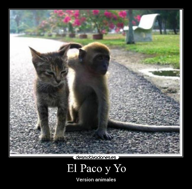 carteles paco animales desmotivaciones