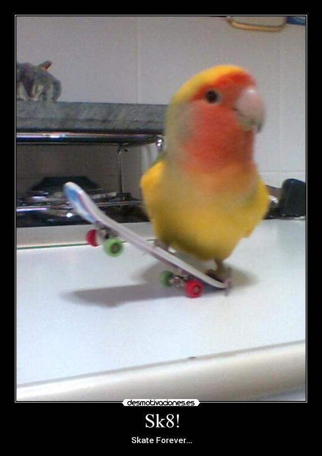 Sk8! - 