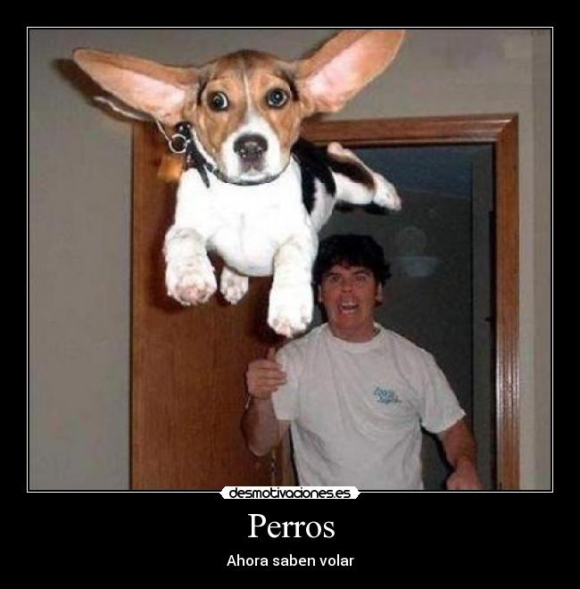 Perros - 