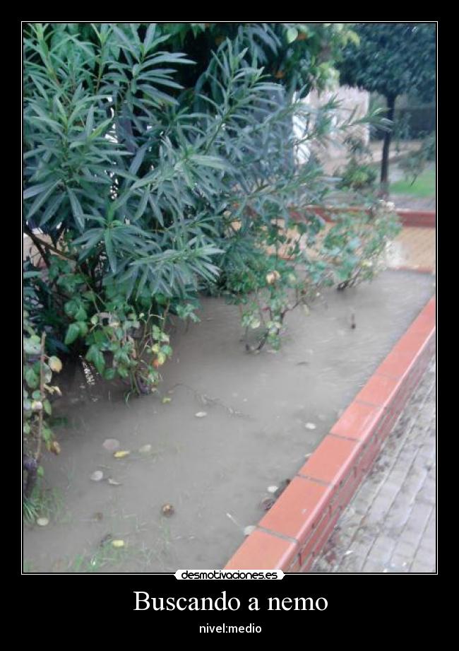 Buscando a nemo - nivel:medio