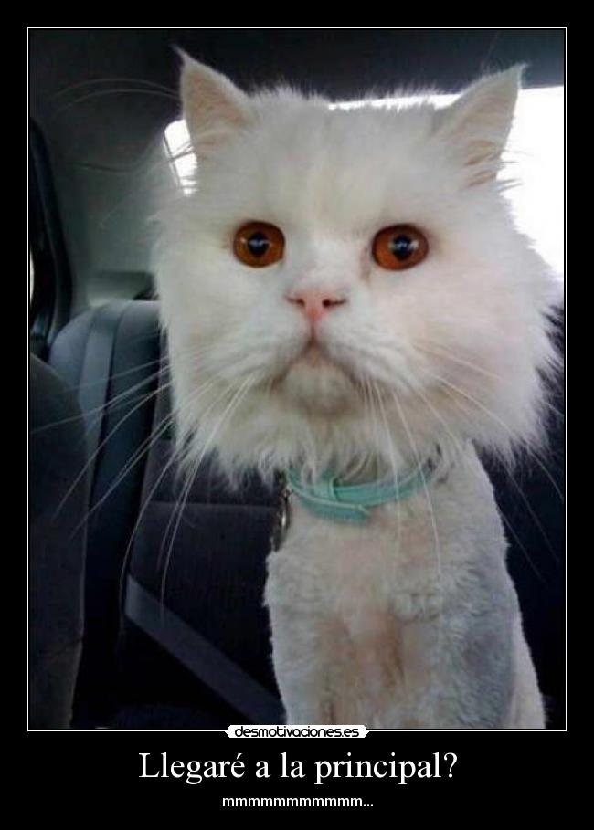 Llegaré a la principal? - 