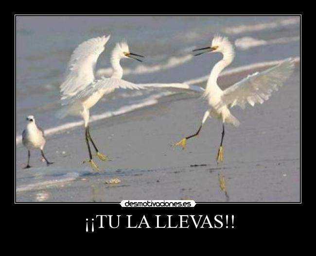 ¡¡TU LA LLEVAS!! - 