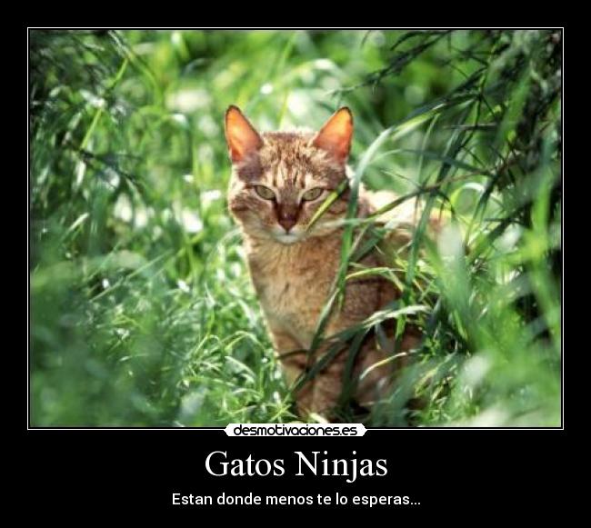 Gatos Ninjas -