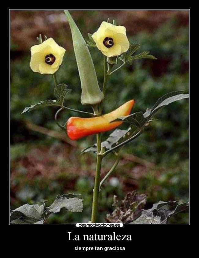 La naturaleza - siempre tan graciosa