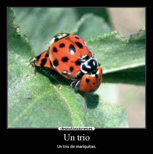 Un trio - Un trio de mariquitas.
