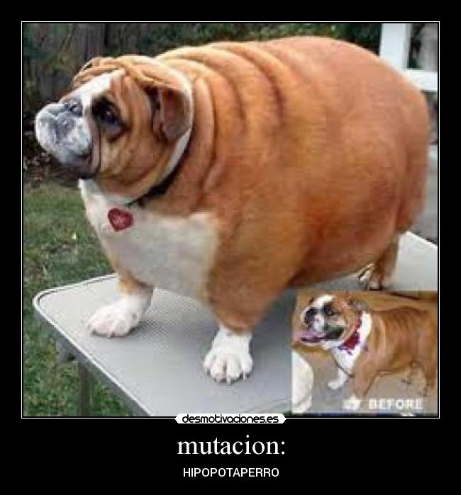 mutacion: - HIPOPOTAPERRO