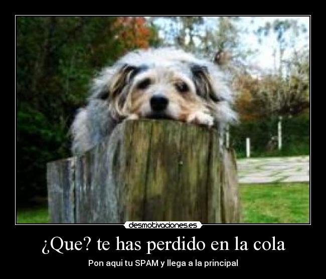 ¿Que? te has perdido en la cola -  Pon aqui tu SPAM y llega a la principal 