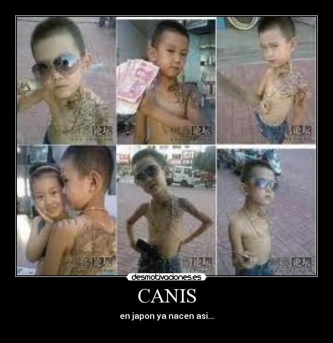 CANIS - en japon ya nacen asi...