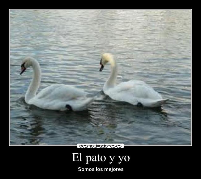 El pato y yo - 
