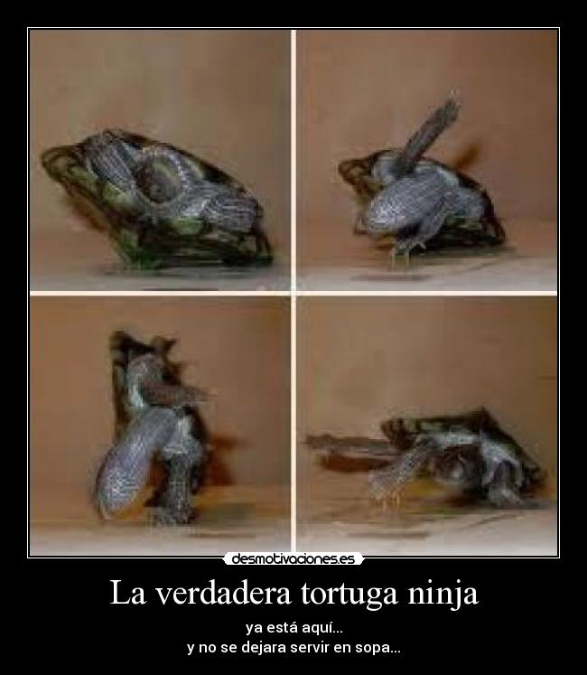 La verdadera tortuga ninja - 