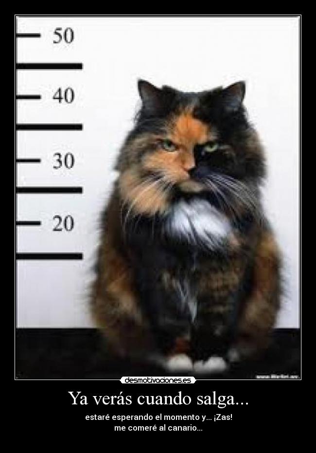 Ya verás cuando salga... - estaré esperando el momento y... ¡Zas!
me comeré al canario...
