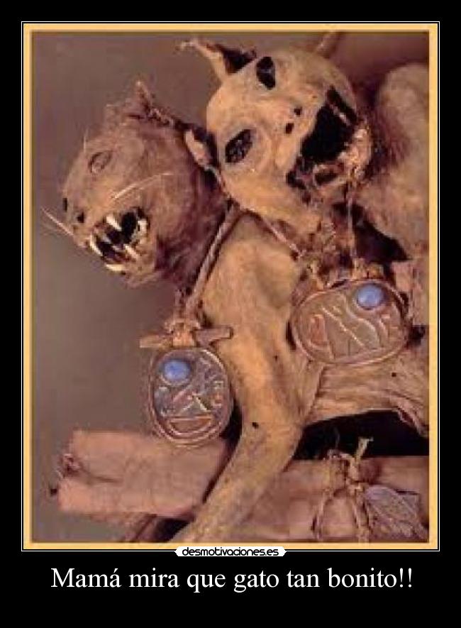 Mamá mira que gato tan bonito!! - 