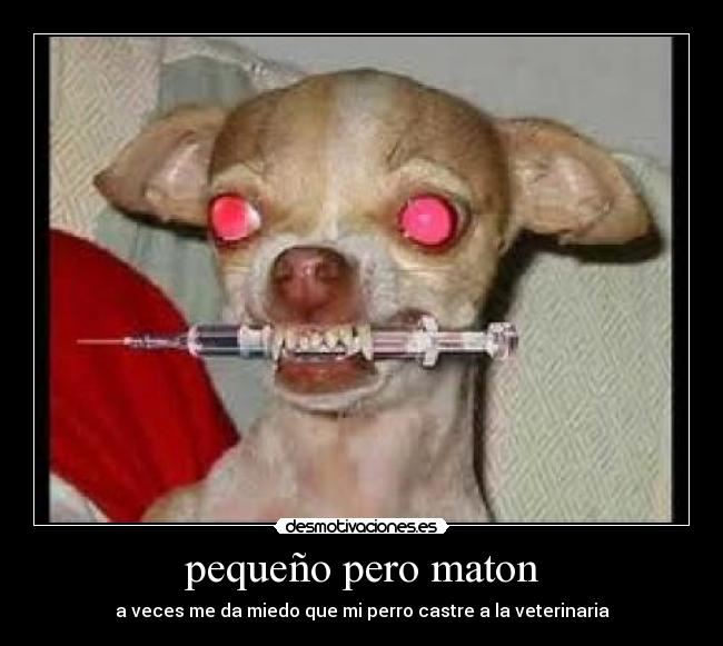 pequeño pero maton - a veces me da miedo que mi perro castre a la veterinaria