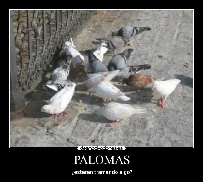 PALOMAS - ¿estaran tramando algo?