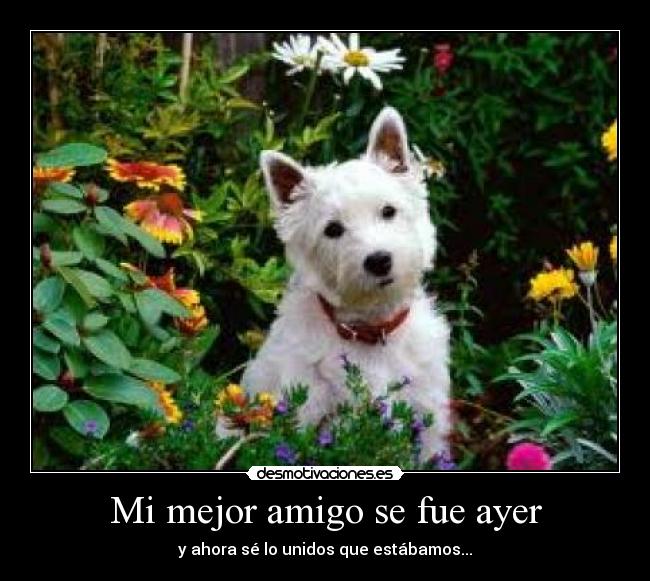 Mi mejor amigo se fue ayer - 