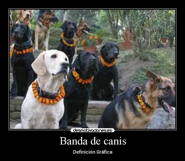 Banda de canis - 