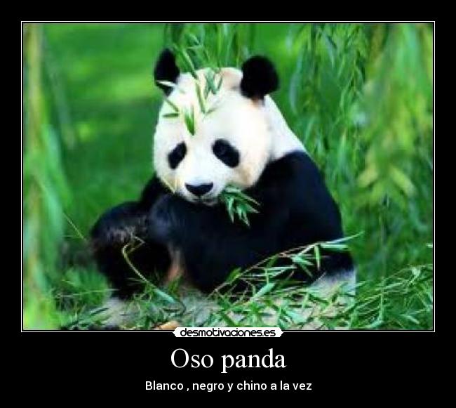 Oso panda -