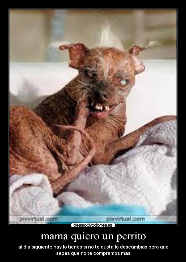 mama quiero un perrito -