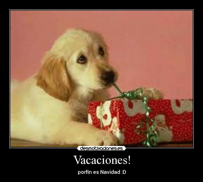 carteles vacas desmotivaciones