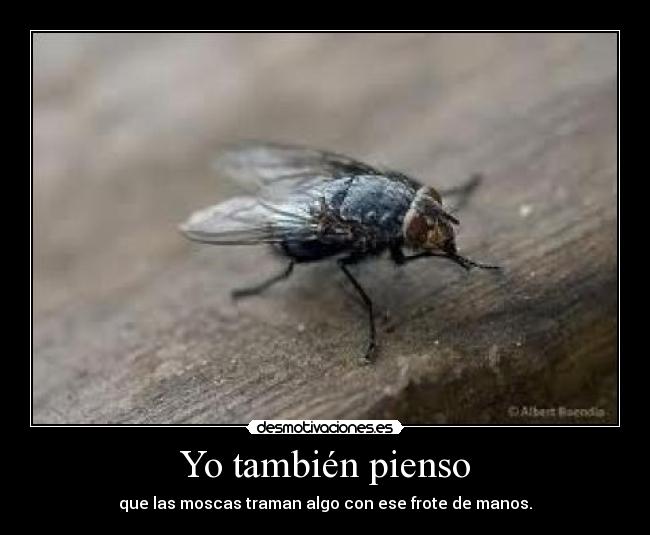 Yo también pienso - que las moscas traman algo con ese frote de manos.