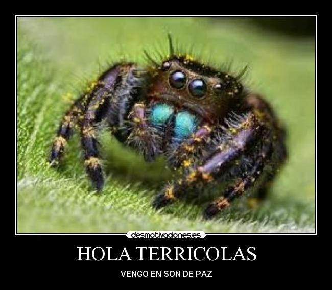 HOLA TERRICOLAS - 