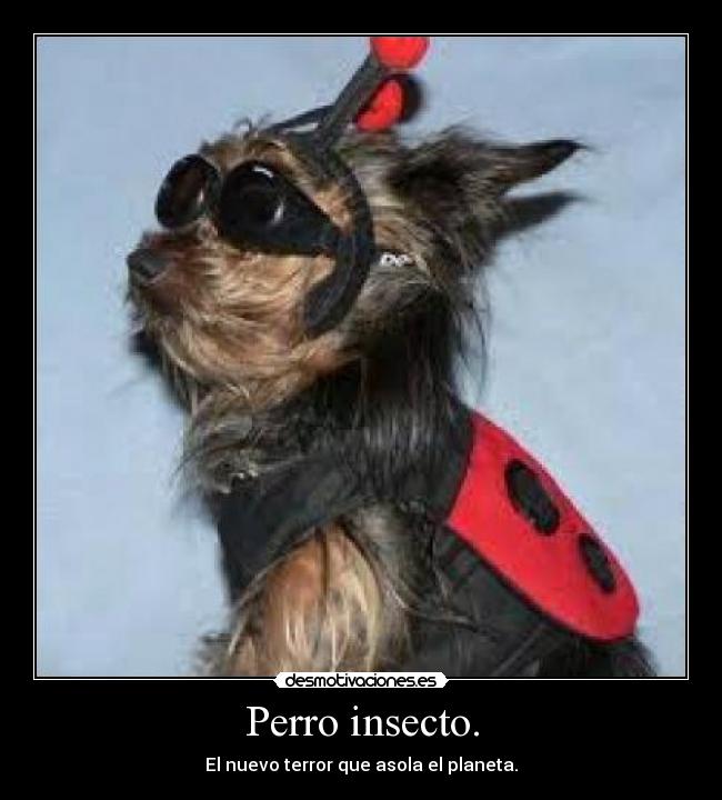 Perro insecto. -