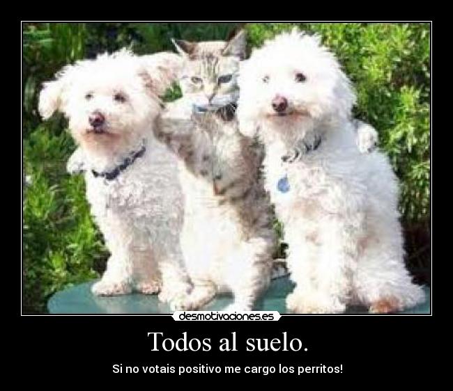 Todos al suelo. - Si no votais positivo me cargo los perritos!