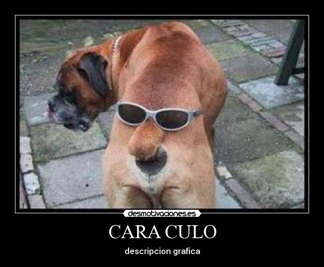 CARA CULO - descripcion grafica