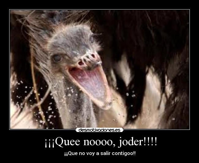 carteles avestruz desmotivaciones