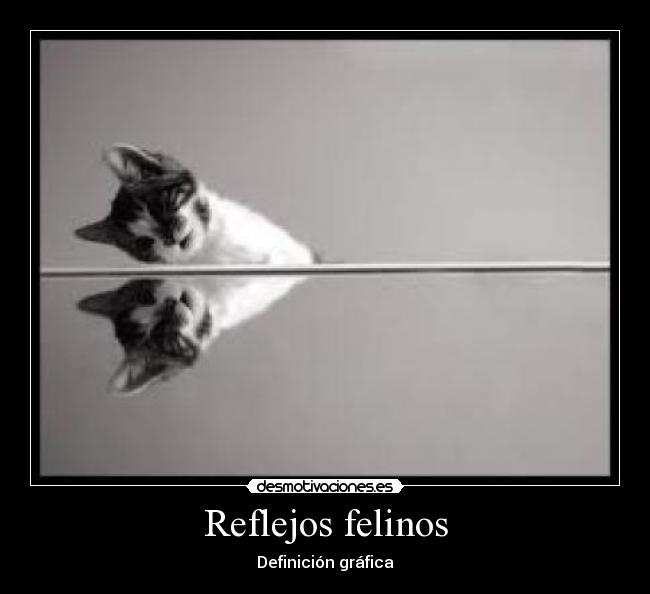 Reflejos felinos - 