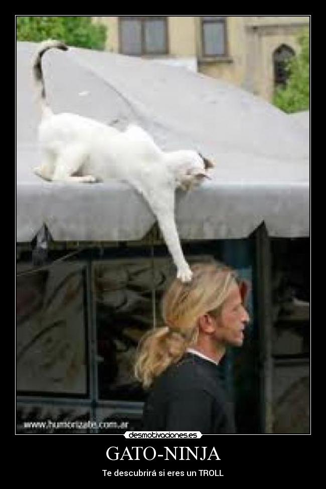 GATO-NINJA - Te descubrirá si eres un TROLL
