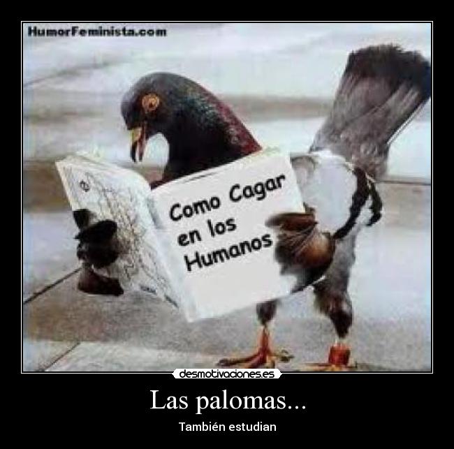 Las palomas... - También estudian